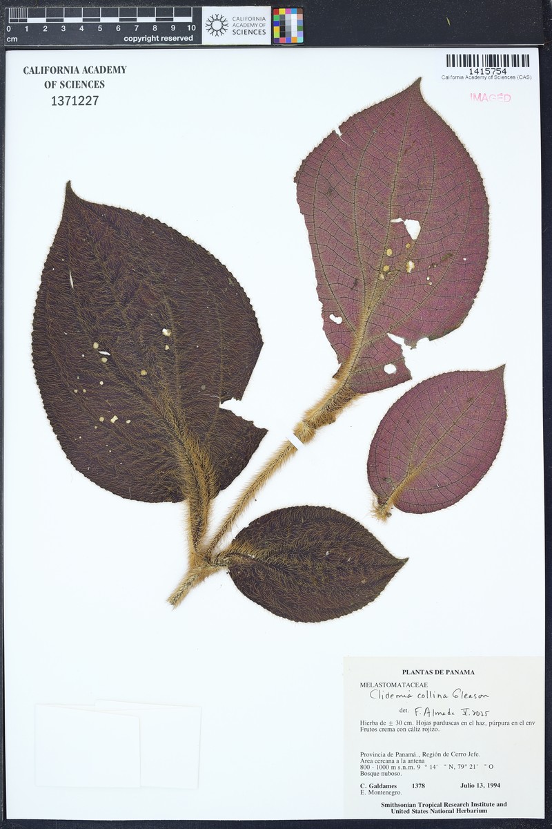 Miconia formicocollina photo 2