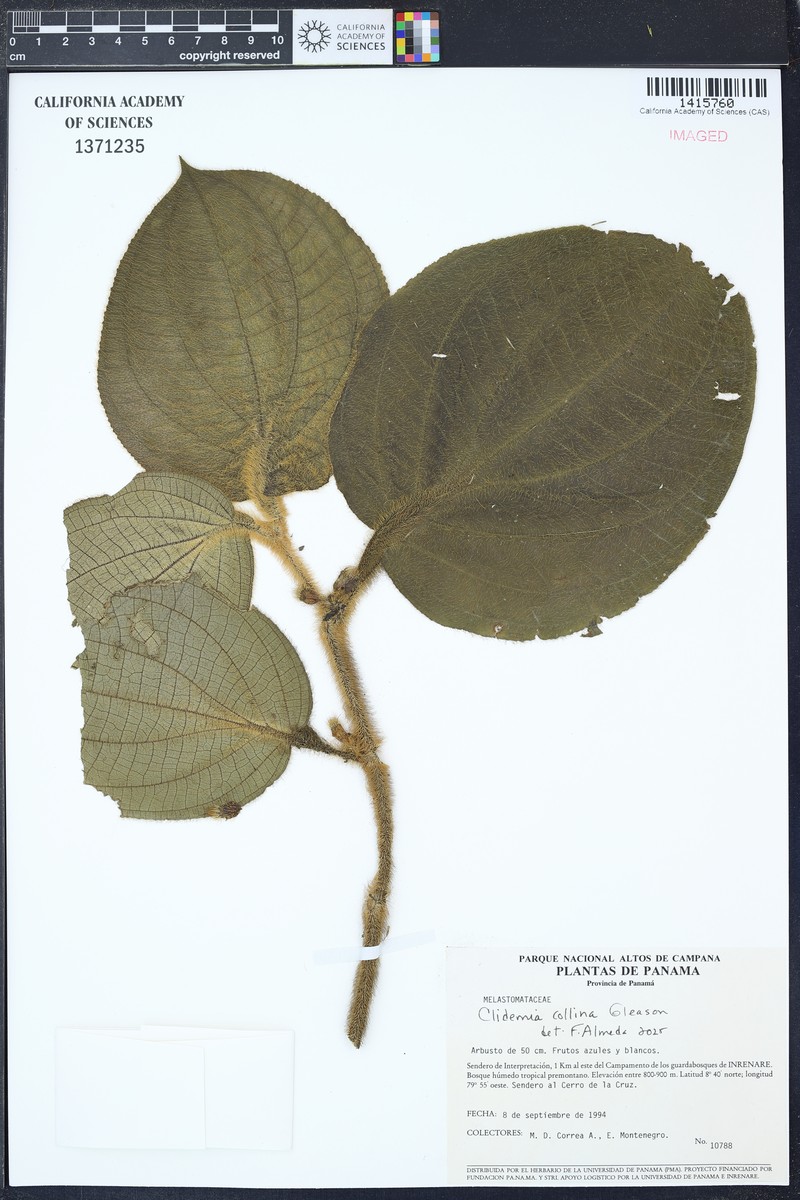 Miconia formicocollina photo 3