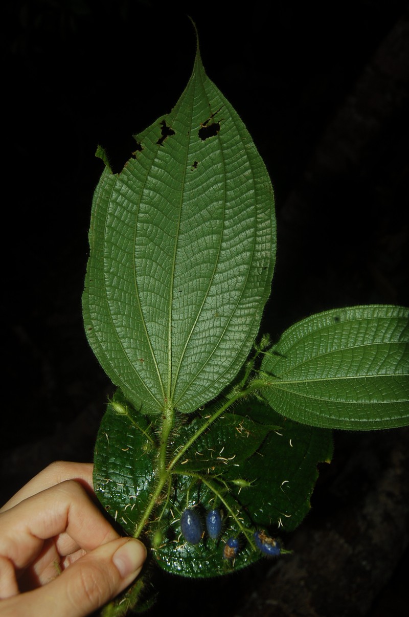 Miconia formicofoliosa