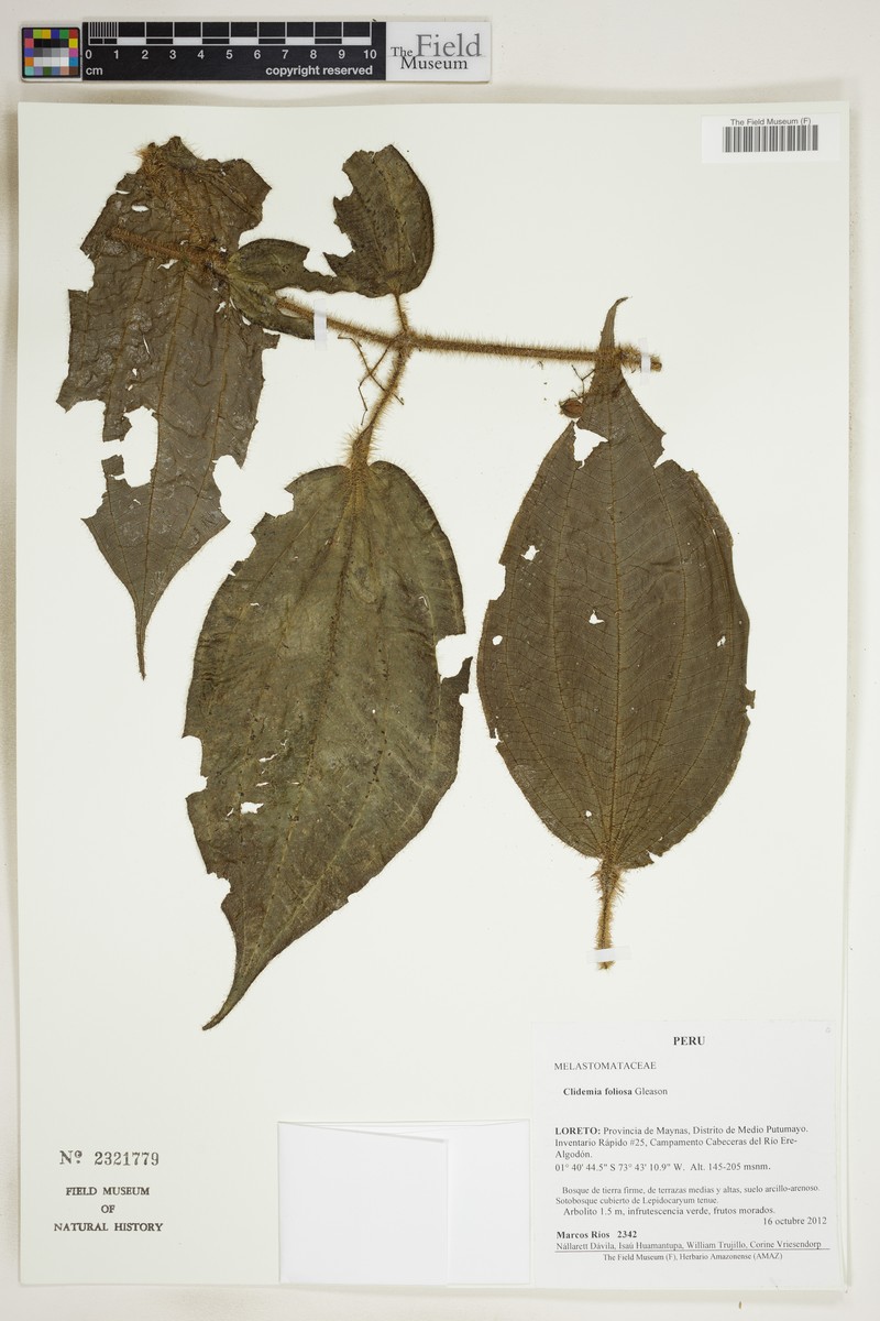 Miconia formicofoliosa photo 2
