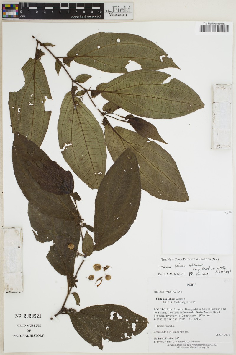 Miconia formicofoliosa photo 3