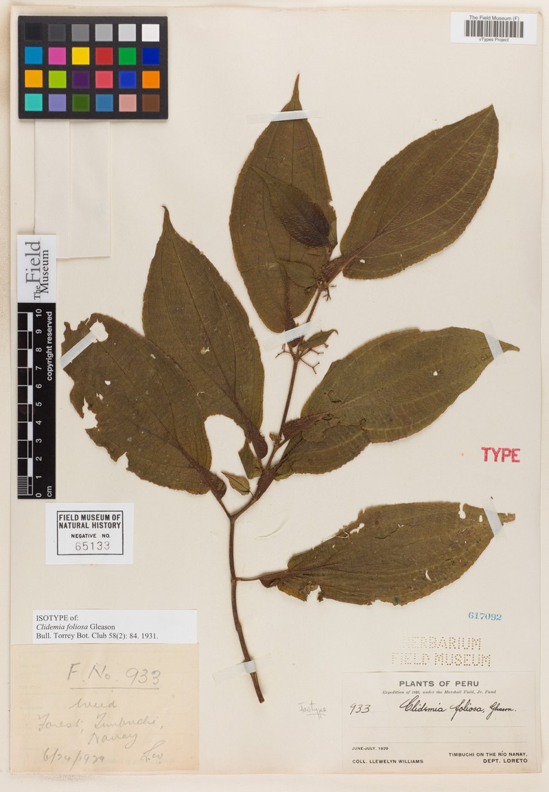 Miconia formicofoliosa photo 4