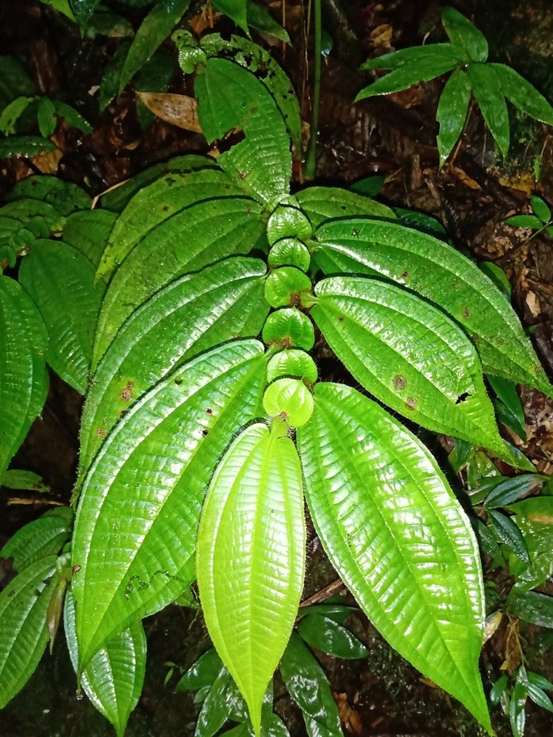 Miconia formicoheterophylla