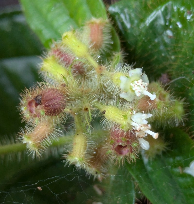 Miconia formicoheterophylla photo 2