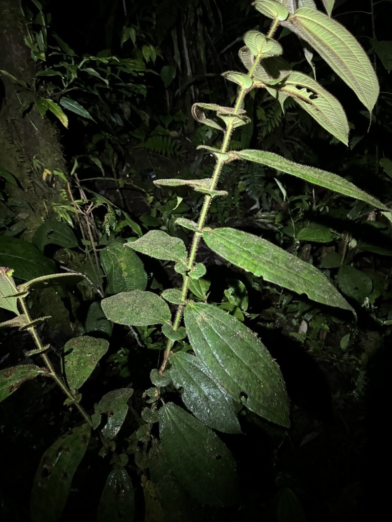 Miconia formicoheterophylla photo 3