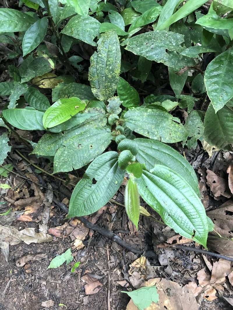 Miconia formicoheterophylla photo 4