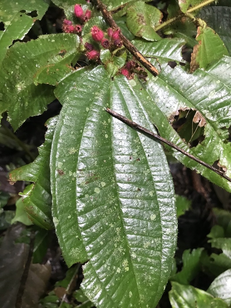 Miconia formicoheterophylla photo 5
