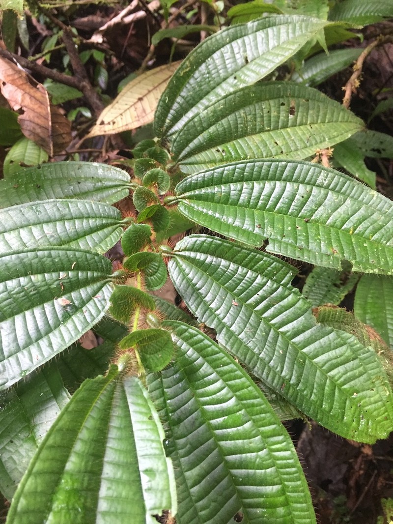 Miconia formicoheterophylla photo 6