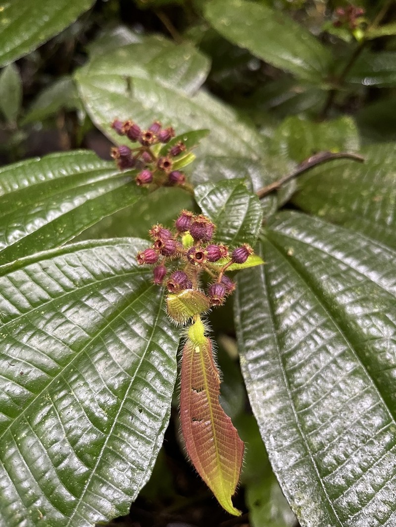 Miconia formicoheterophylla photo 7