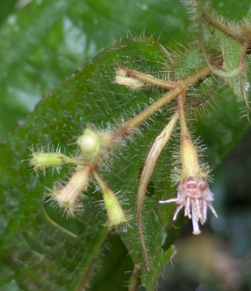 Miconia formicoheterophylla photo 8