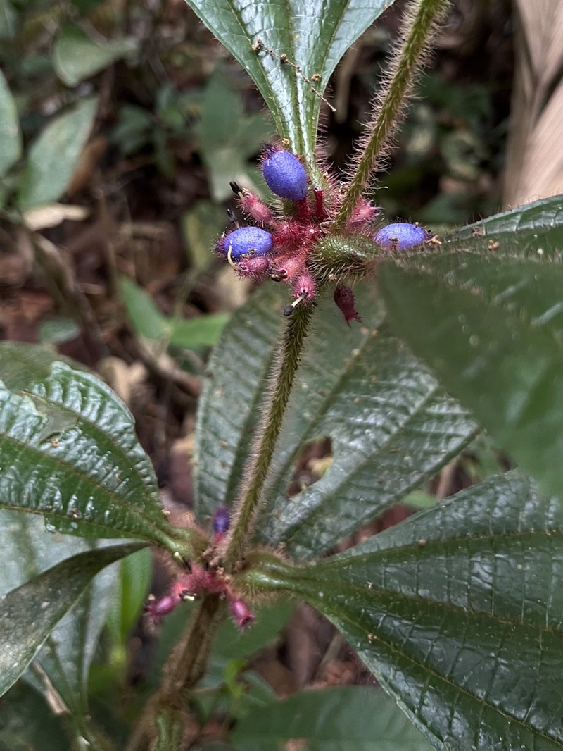 Miconia formicojuruensis