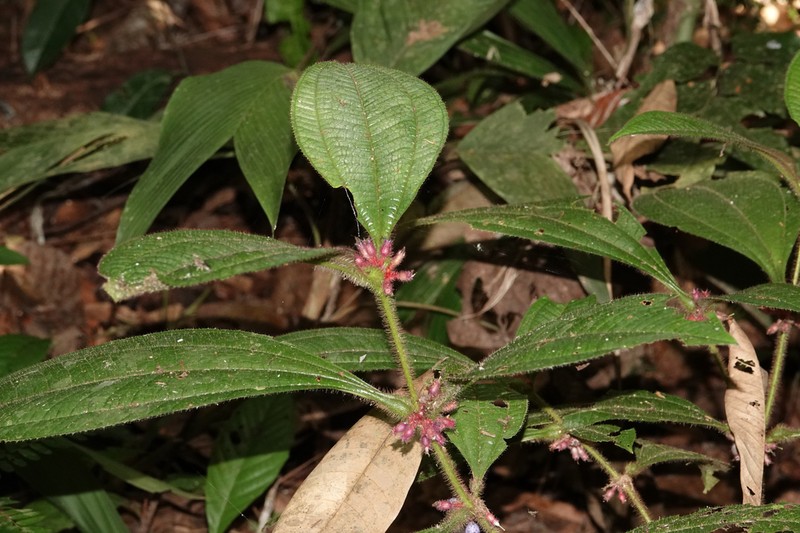 Miconia formicojuruensis photo 2