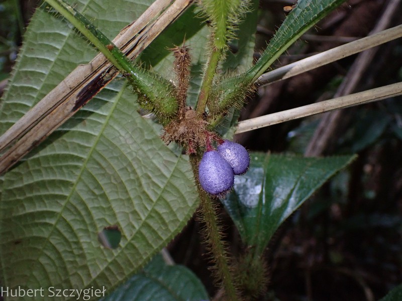 Miconia formicojuruensis photo 3