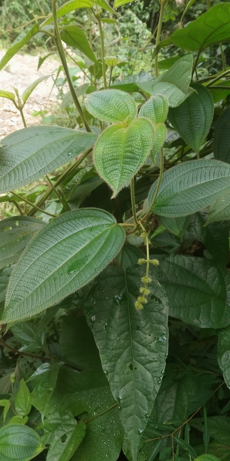 Miconia formicojuruensis photo 4