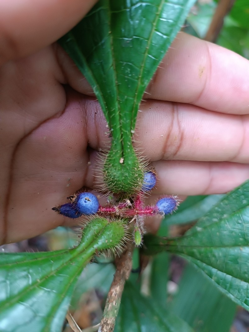 Miconia formicojuruensis photo 5