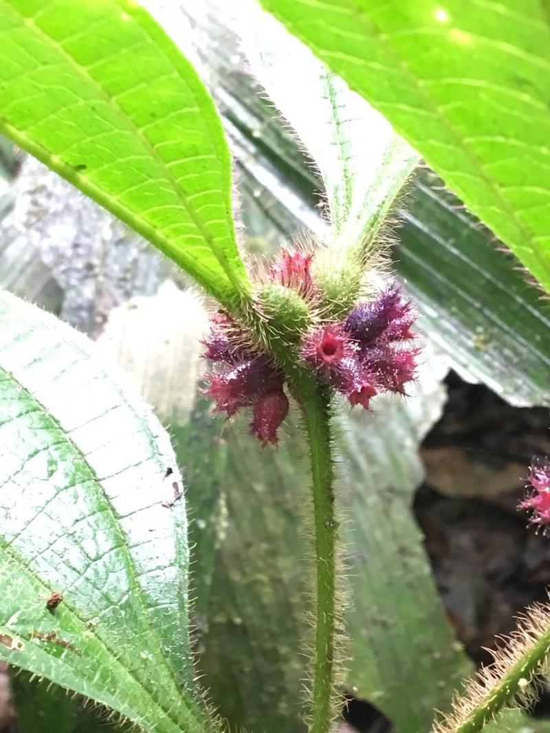 Miconia formicojuruensis photo 6