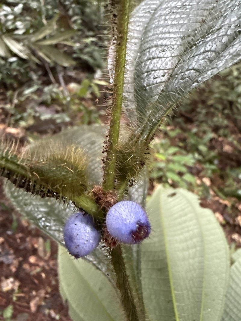 Miconia formicojuruensis photo 7