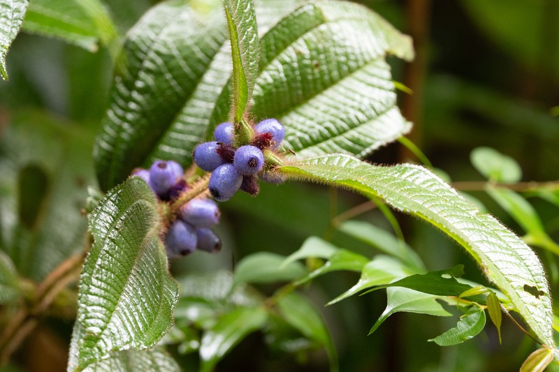 Miconia formicojuruensis photo 8