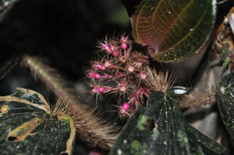 Miconia formicosetosa