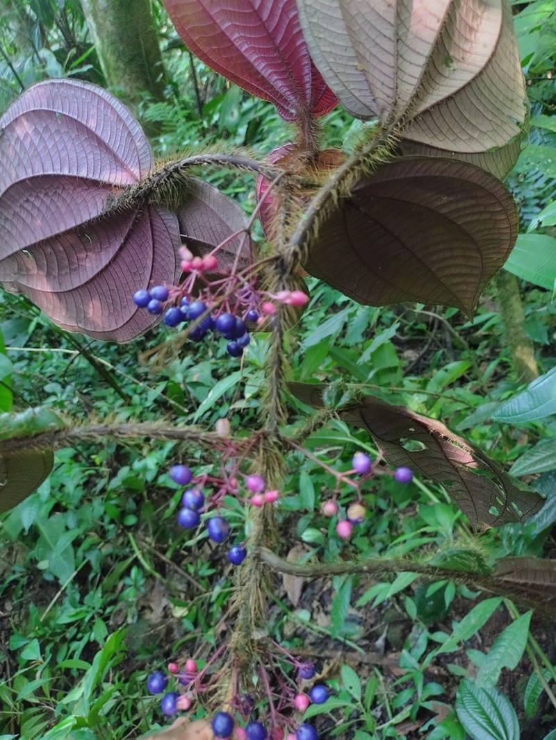 Miconia formicosetosa photo 2