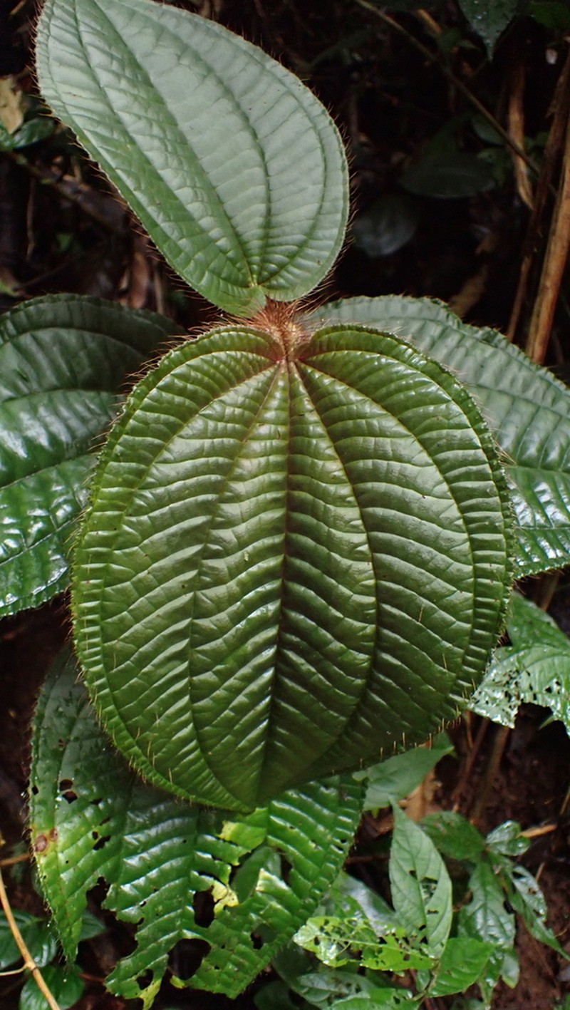 Miconia formicosetosa photo 3