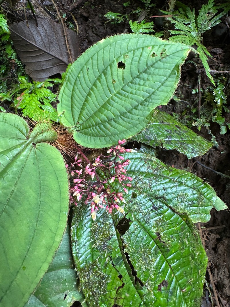 Miconia formicosetosa photo 4