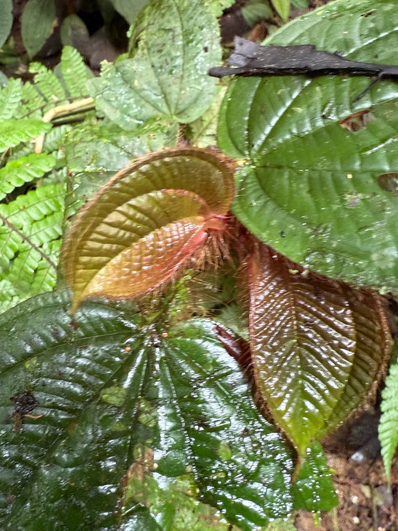 Miconia formicosetosa photo 5