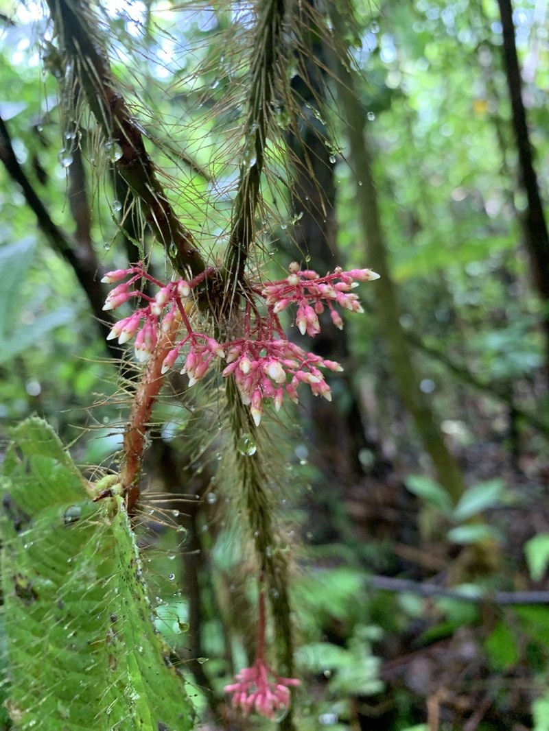 Miconia formicosetosa photo 6