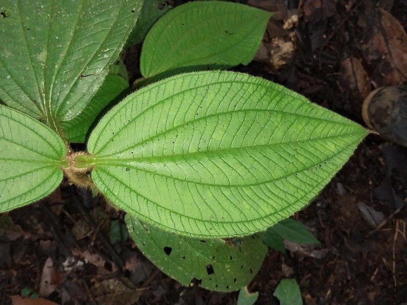 Miconia formicosetosa photo 7