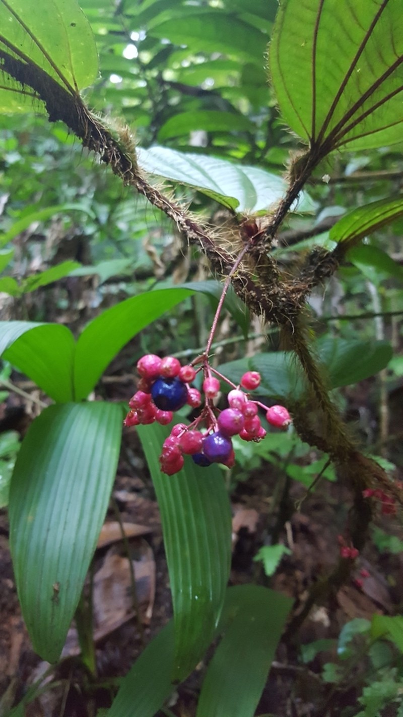 Miconia formicosetosa photo 8