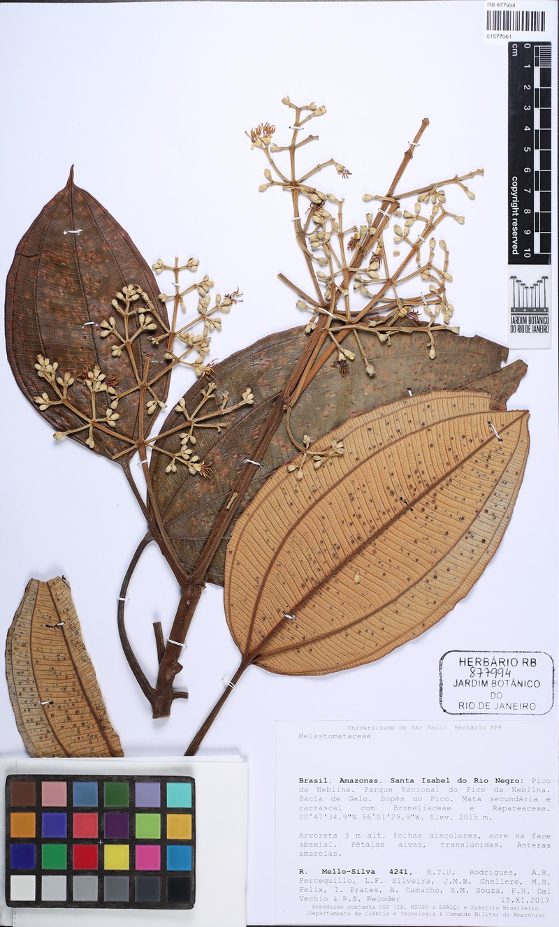 Miconia forzzae