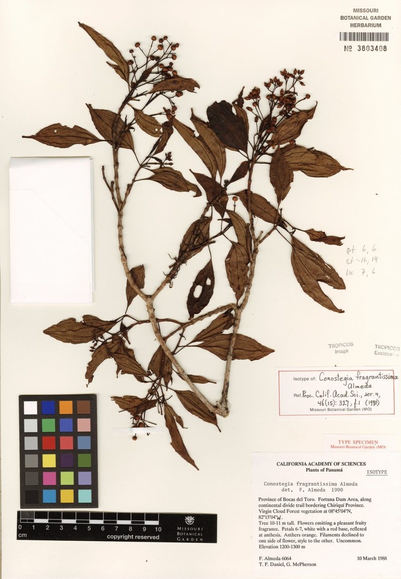 Miconia fragrantissima