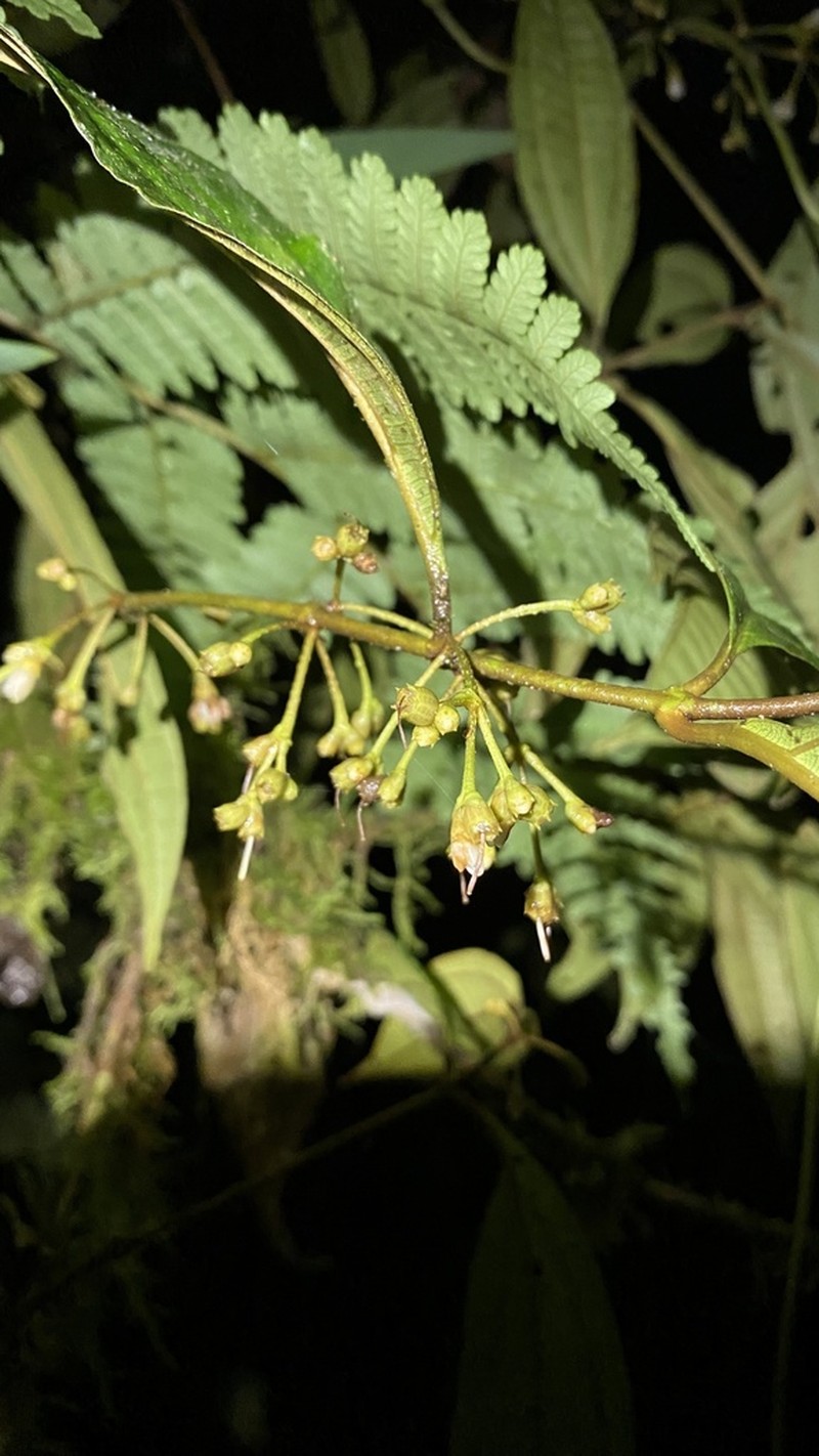 Miconia fraterna