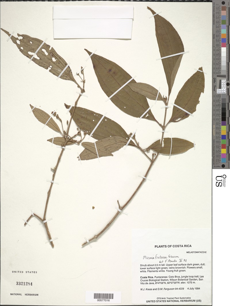 Miconia fraterna photo 2