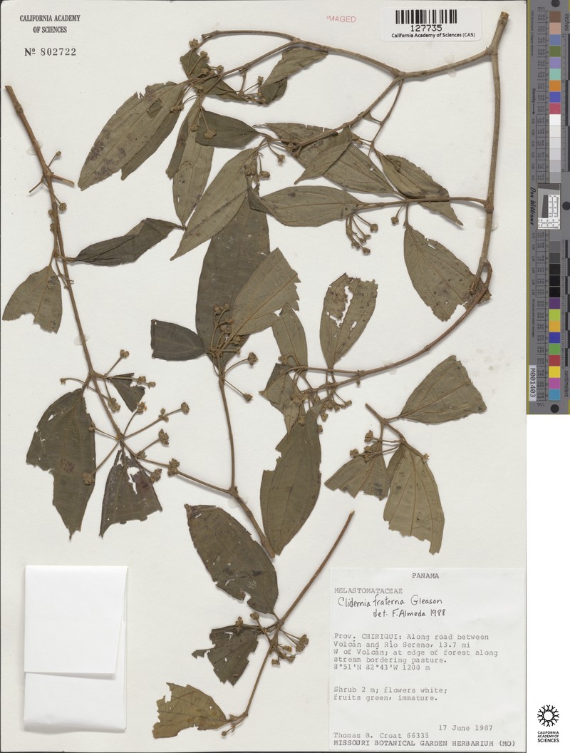 Miconia fraterna photo 3