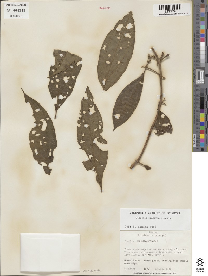 Miconia fraterna photo 4