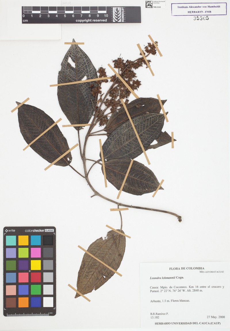 Miconia friedrichlehmanni