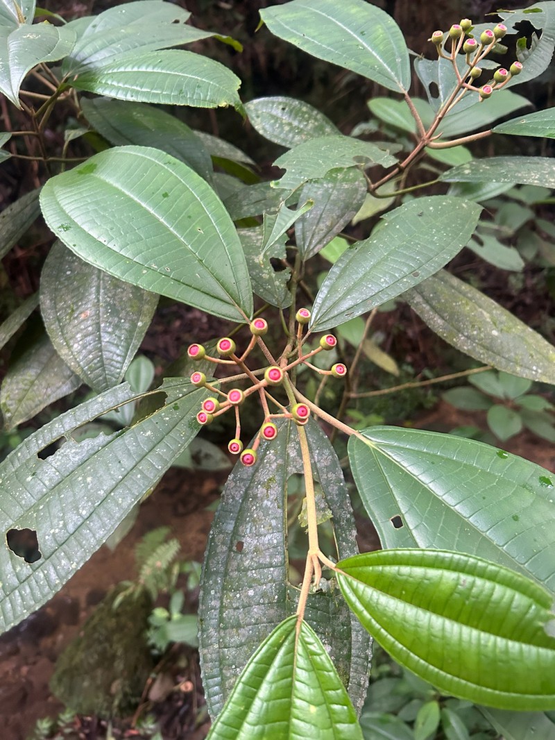 Miconia galeottii