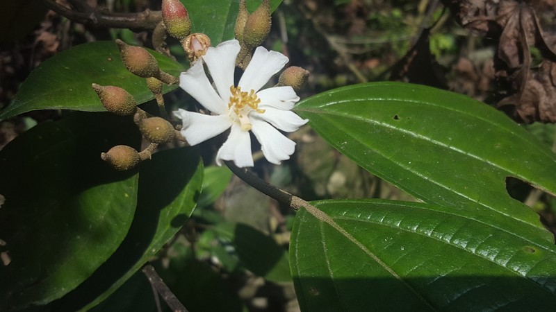 Miconia galeottii photo 2