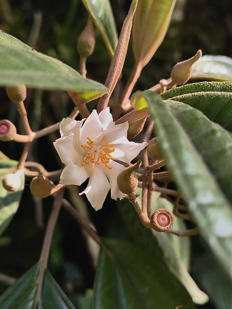 Miconia galeottii photo 3