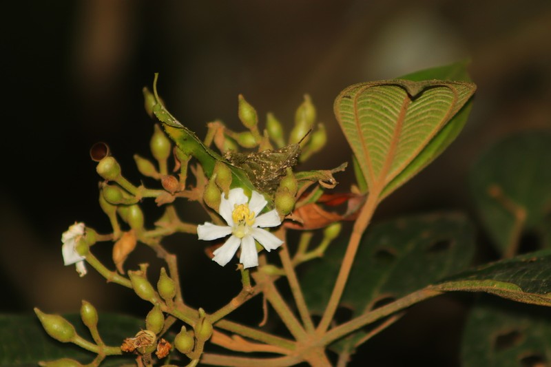 Miconia galeottii photo 4