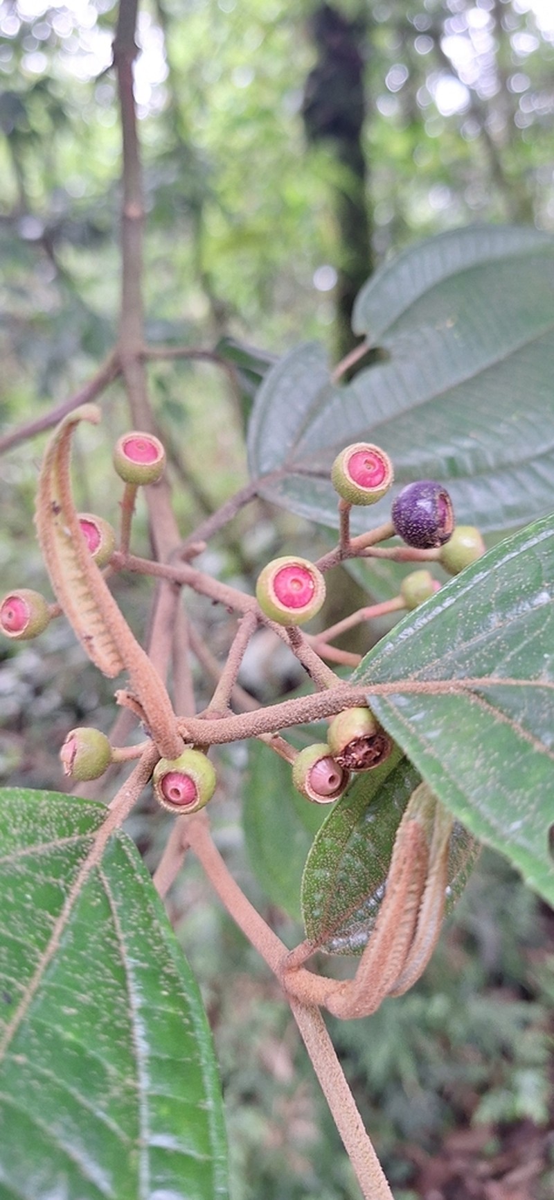 Miconia galeottii photo 5