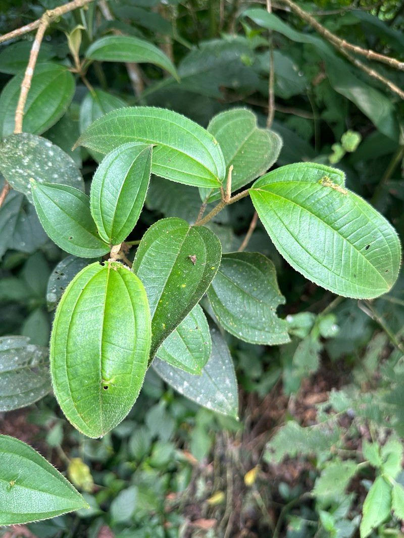 Miconia galeottii photo 6