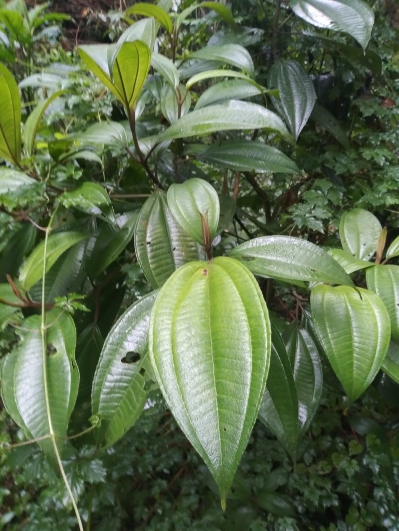 Miconia galeottii photo 7