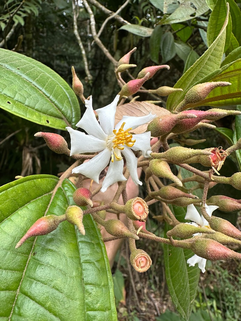 Miconia galeottii photo 8