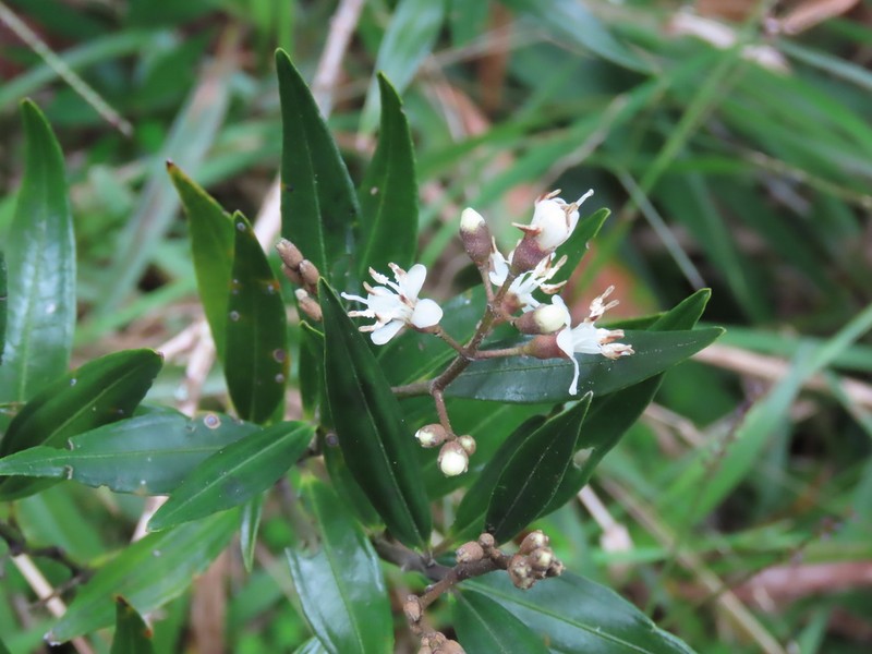 Miconia garagoana