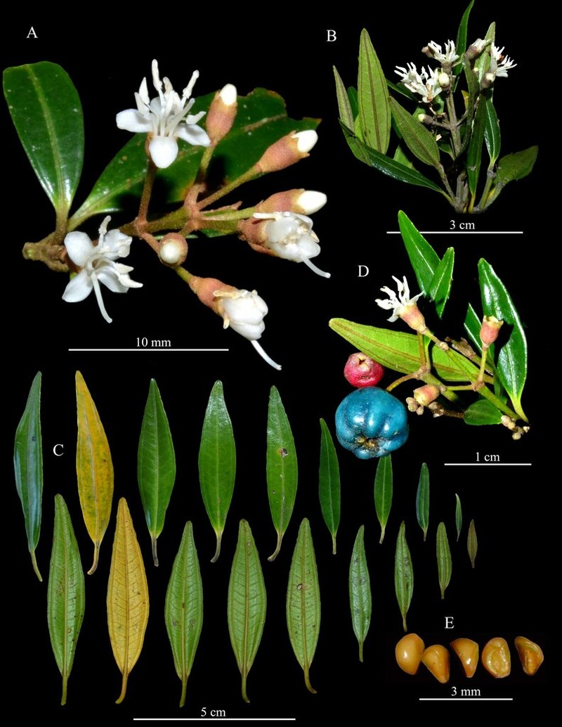Miconia garagoana photo 3
