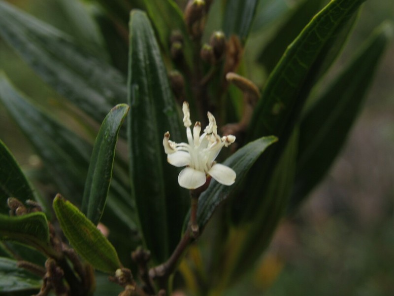 Miconia garagoana photo 4