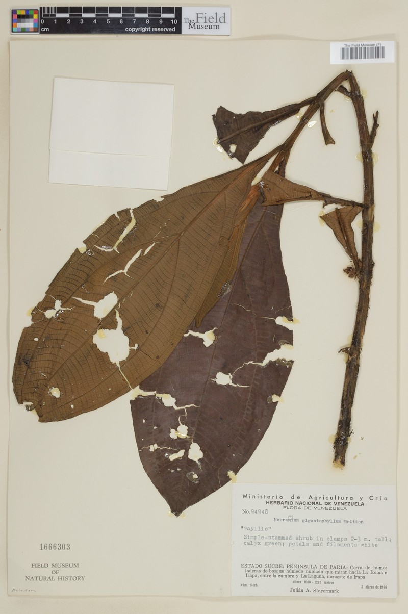 Miconia gigantophylla