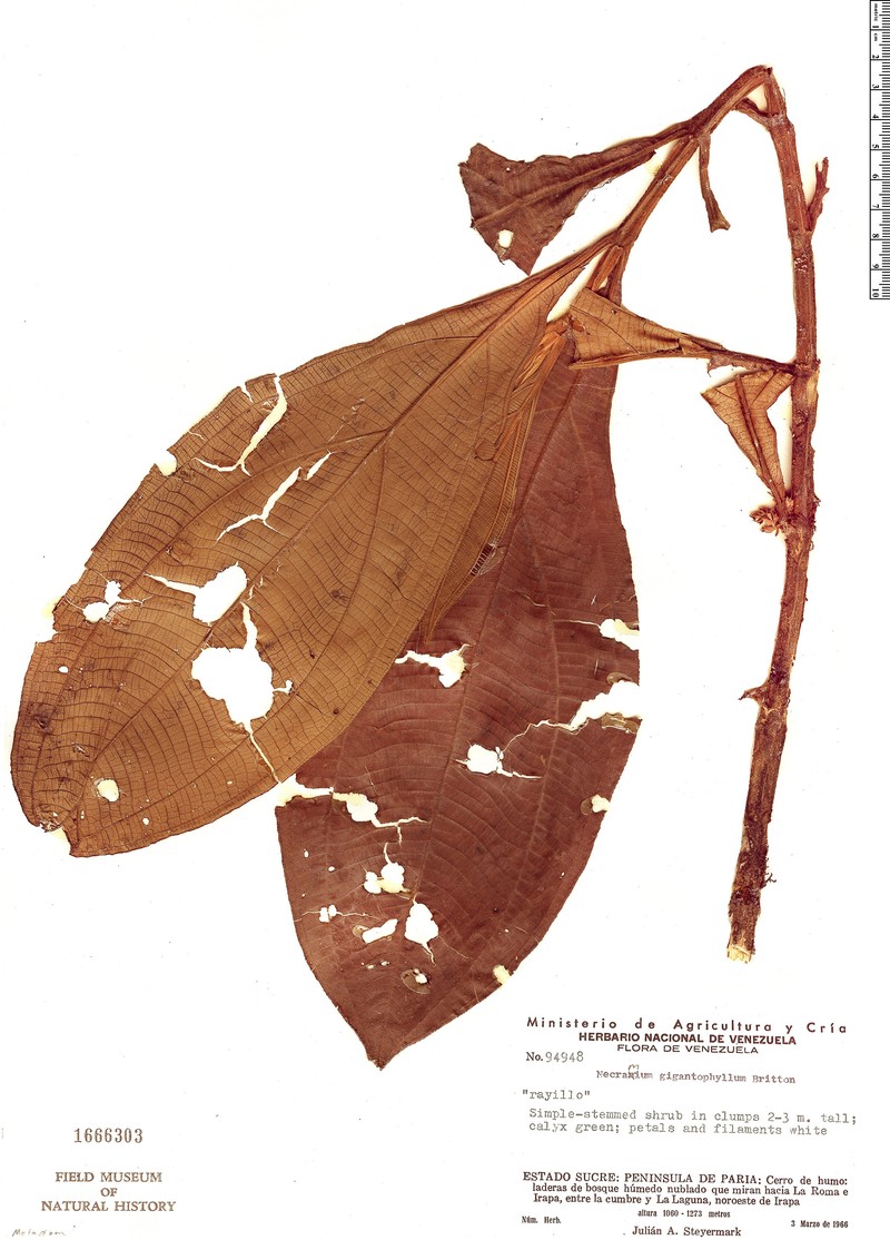 Miconia gigantophylla photo 2